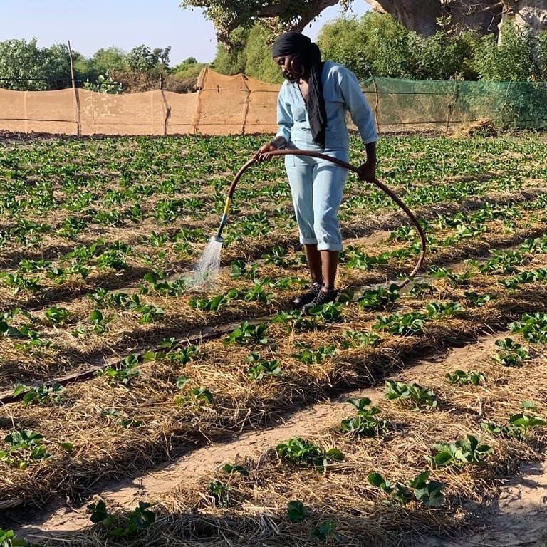 DiorfallGueye2's tweet photo. Je m’appelle Armande Lo,jeune entrepreneure d’origine sénégalaise 🇸🇳. Ne sachant pas quoi faire après mes études, j’ai décidé il y a 3 ans de suivre ma passion pour l’agriculture en créant MandaBio 🇸🇳, une entreprise spécialisée dans la production et la transformation de fruits👇🏾 https://t.co/Oa5ESqUwSU