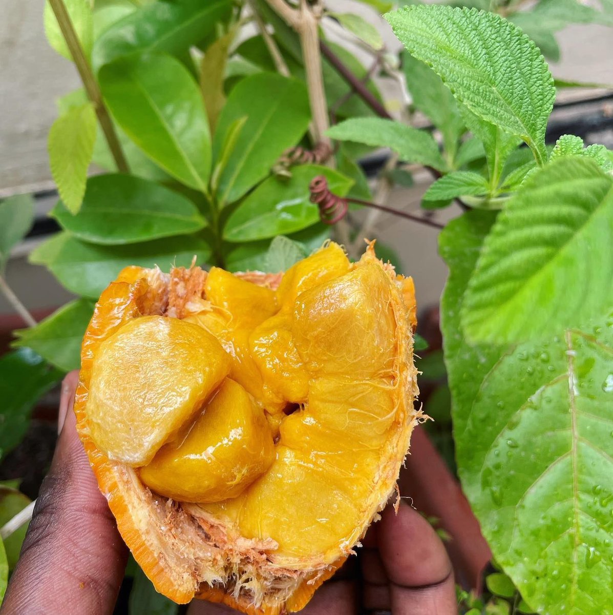 DiorfallGueye2's tweet photo. Je m’appelle Armande Lo,jeune entrepreneure d’origine sénégalaise 🇸🇳. Ne sachant pas quoi faire après mes études, j’ai décidé il y a 3 ans de suivre ma passion pour l’agriculture en créant MandaBio 🇸🇳, une entreprise spécialisée dans la production et la transformation de fruits👇🏾 https://t.co/Oa5ESqUwSU