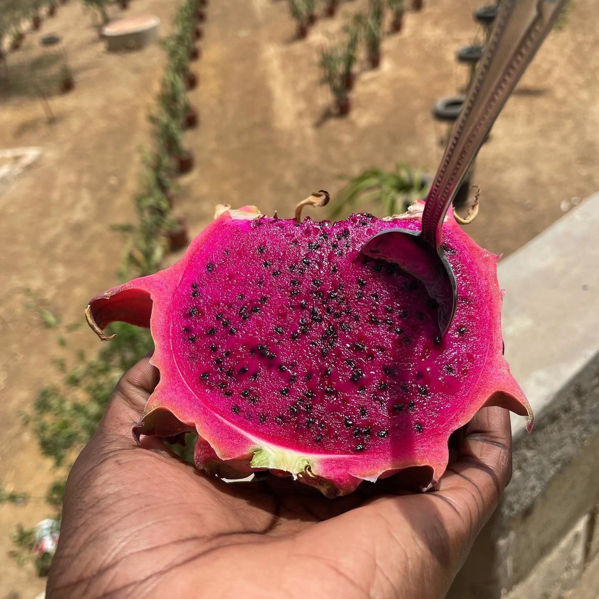 DiorfallGueye2's tweet photo. Je m’appelle Armande Lo,jeune entrepreneure d’origine sénégalaise 🇸🇳. Ne sachant pas quoi faire après mes études, j’ai décidé il y a 3 ans de suivre ma passion pour l’agriculture en créant MandaBio 🇸🇳, une entreprise spécialisée dans la production et la transformation de fruits👇🏾 https://t.co/Oa5ESqUwSU