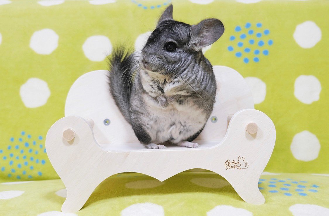 新しいエルメス ロイヤルチンチラクリスマスソリーチラステージ 小動物