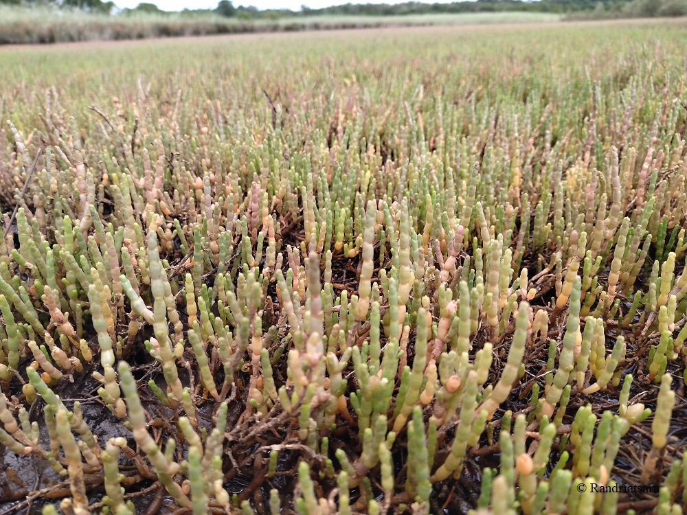 #Sarcocornia perennis #Chenopodiaceae, perennial marsh samphire found along the coasts of southern #Africa on the tidal #saltmarshes #geoschool2021 #train_me #teamsa