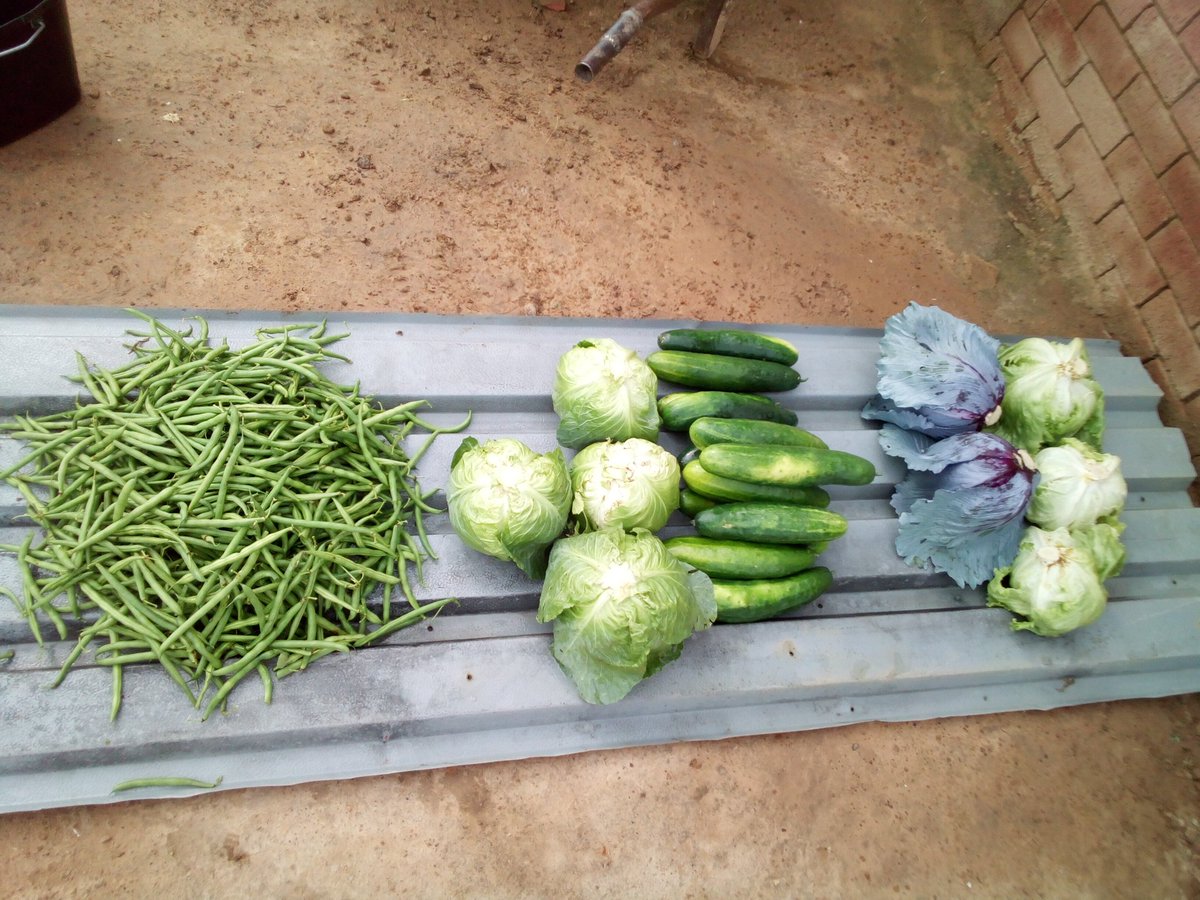 HTido2's tweet photo. with the grace of father, the Earth is feeding my family https://t.co/Faed7DMz3H