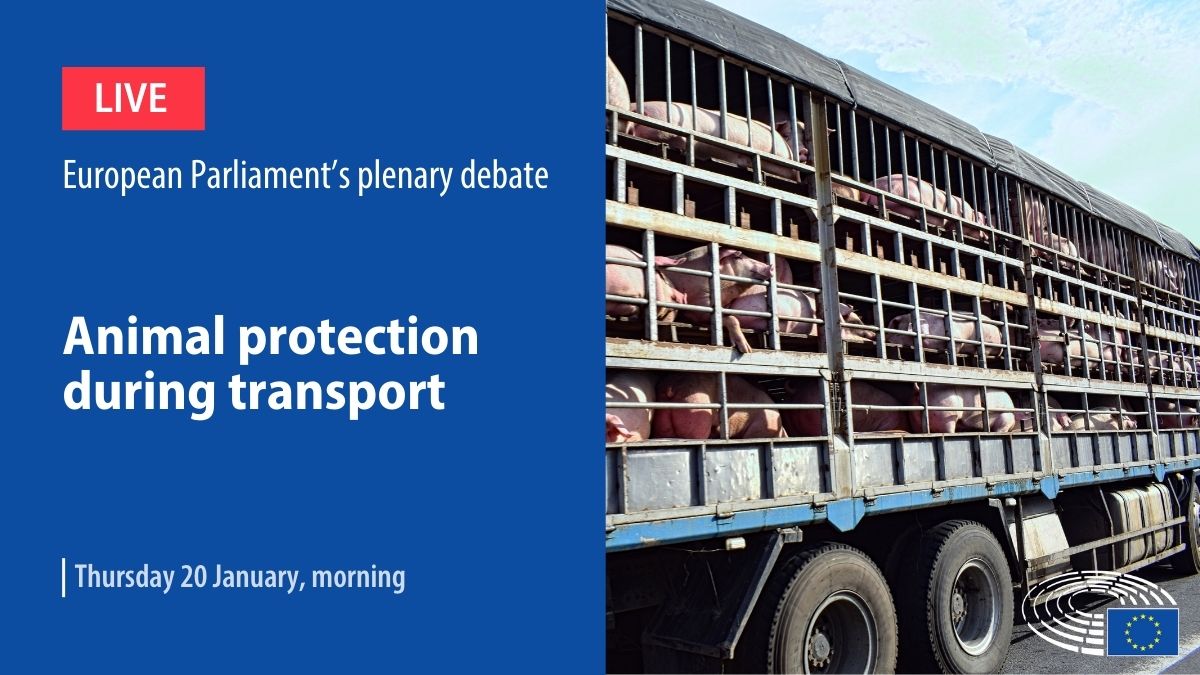 🚨Tomorrow (20 Jan) at ~10 am #EPlenary to debate and vote on recommendations on how to better ensure animal protection during transport 🐮🐖🚛. Live 🎥 bit.ly/3nFNMOD Draft recommendations 📄 bit.ly/3GKouGC