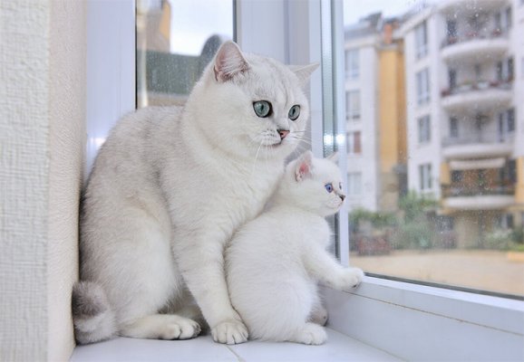 ServerlessC's tweet photo. Enjoy this cat picture! By @mavi888uy playing with #NoServerNovember https://t.co/gTUF6EEkMj