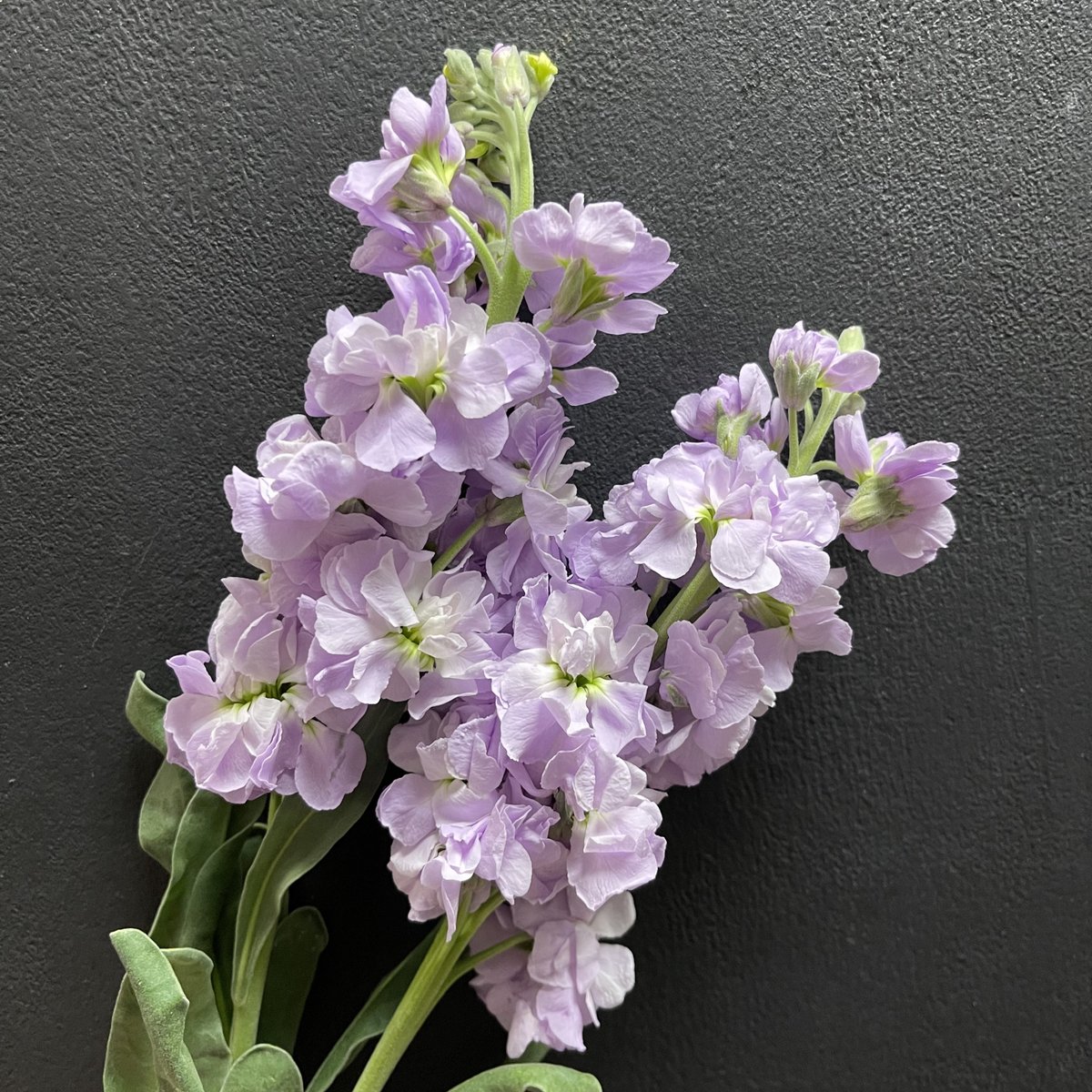 SteinFlorist's tweet photo. We wish you could smell a picture, because these stock smell amazing! π Stop by our shops for free sniffs. π
.
.
#steinflorist #steinyourflorist #flowers #florist #flowershop #floristry #shopsmall #shoplocal #smallbusiness #gillyflower #stockflower #freesmells #freesniffs https://t.co/LG1BepJPQH