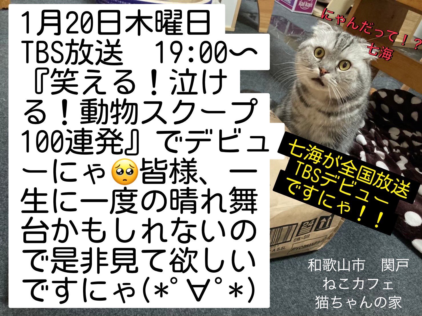 ねこカフェ 猫ちゃんの家のにゃんこ 和歌山 猫カフェ 和歌山県 和歌山市の猫カフェ ねこカフェ猫ちゃんの家からの特大ニュースですにゃ なんと 1月日の19時00分からtbsで放送される 笑える 泣ける 動物スクープ100連発 で ねこカフェ猫ちゃん