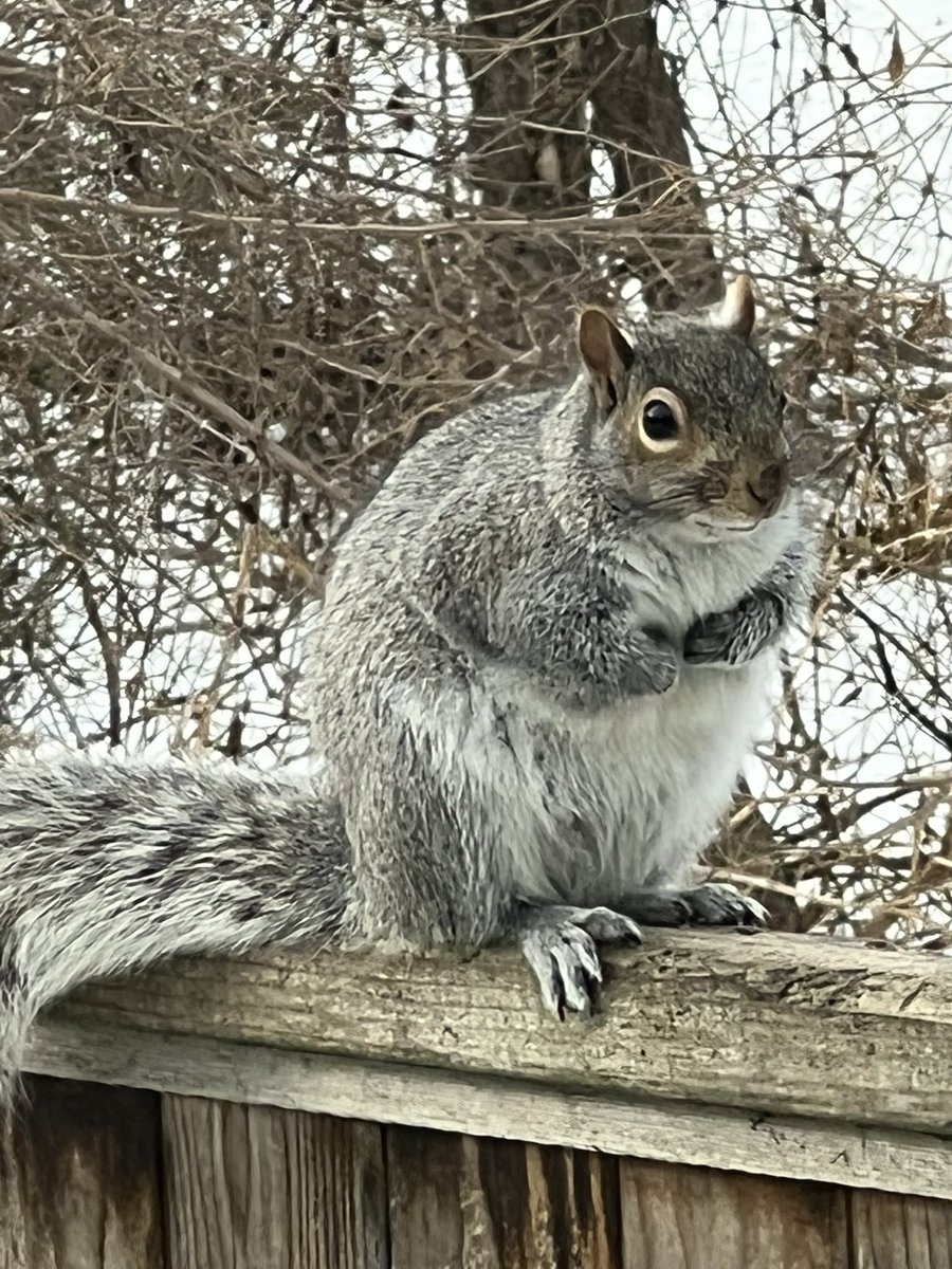 Did you ever think about the storage operation a squirrel like me relies on?