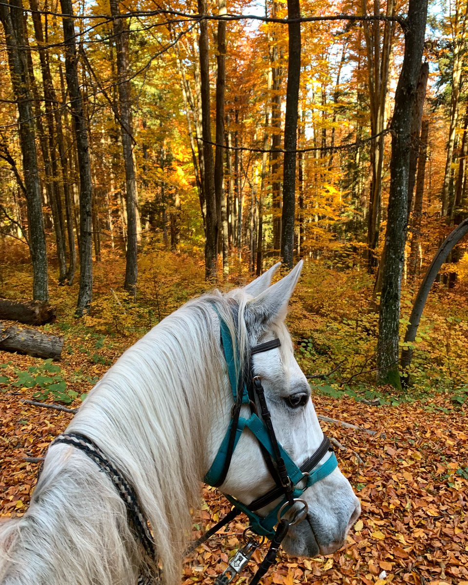 A horse and a forest = happiness. 🐴 🌲 Don’t you agree?