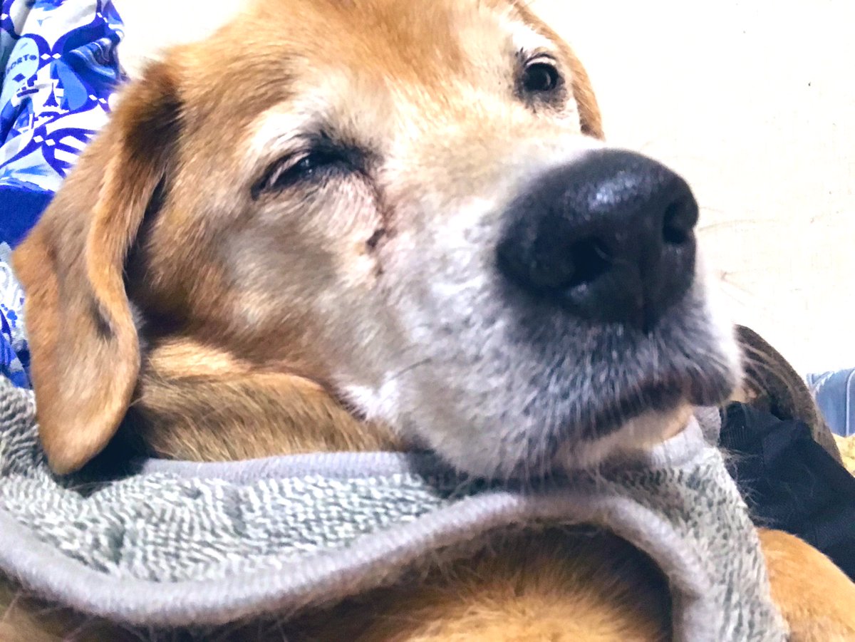 おじいちゃんみたいな顔しててかわいい眠いね のイラスト