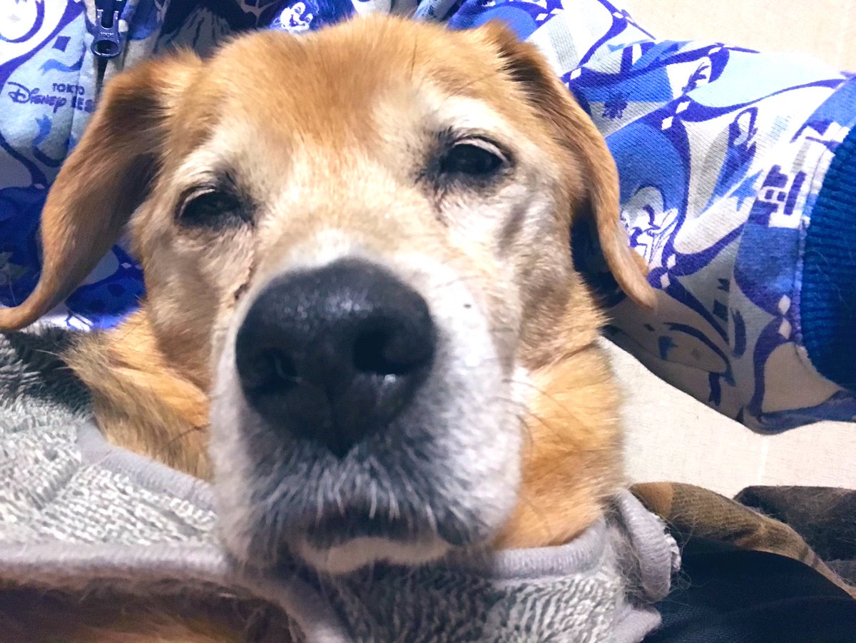 おじいちゃんみたいな顔しててかわいい眠いね のイラスト