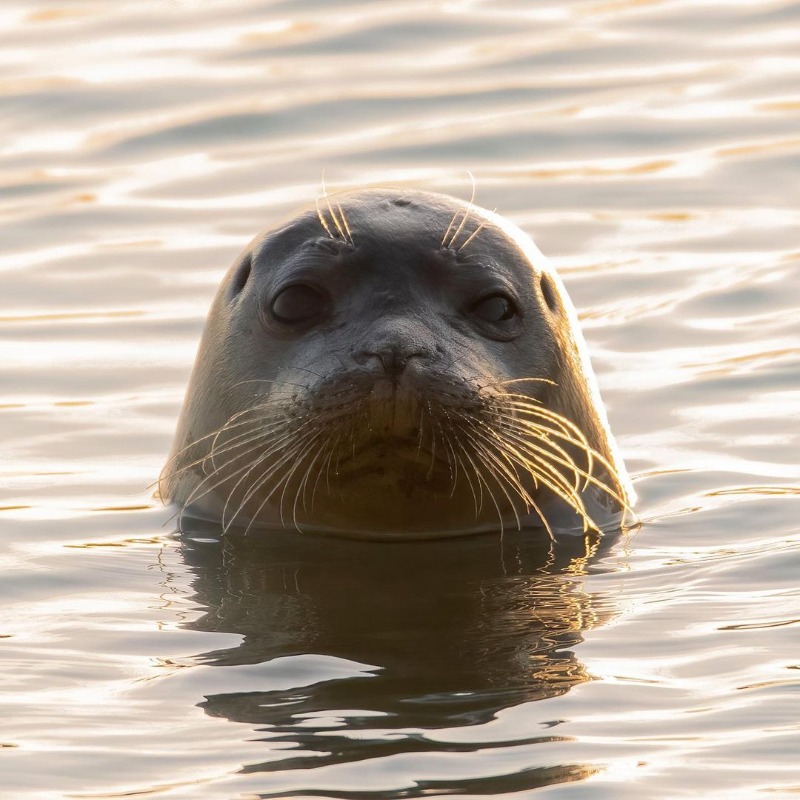 VisitEastbourne's tweet photo. Head to Sovereign Harbour for a spot of seal watching! Although sightings aren't guaranteed, it's not uncommon to catch a glimpse of one of these beautiful Common Seals looking for fish and crustaceans in the area 🦭

📷: Andrew Lewis https://t.co/hXfjLK4f3M