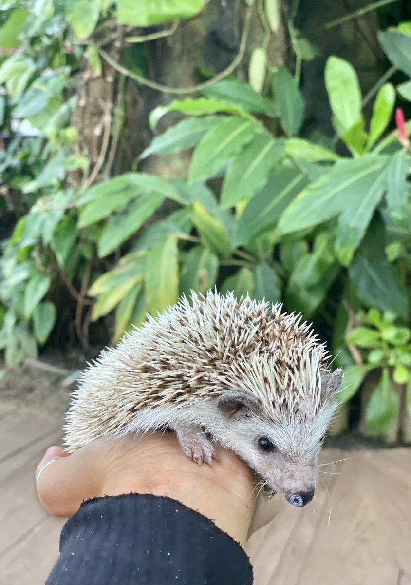 ArborEnviro's tweet photo. We are lucky at @ArborDubai because we do not need to leave school to have meaningful and purposeful animal encounters... we have them right on our doorstep! 🦔 What better way to carry out research on a hedgehog than having one in front of you? #PlaceBasedLearning #Ecoliteracy https://t.co/qBiqBxVeJz