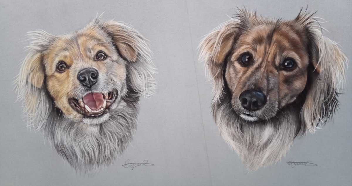 JeanPortraits's tweet photo. #dogsoftwitter #dogart #petsofinstagram #petart #fabercastell #fabercastellpencils #petportraitartist #animalart #portrait #portraitart #pastel #pasteldrawing #drawing https://t.co/9QNz3l3R2T