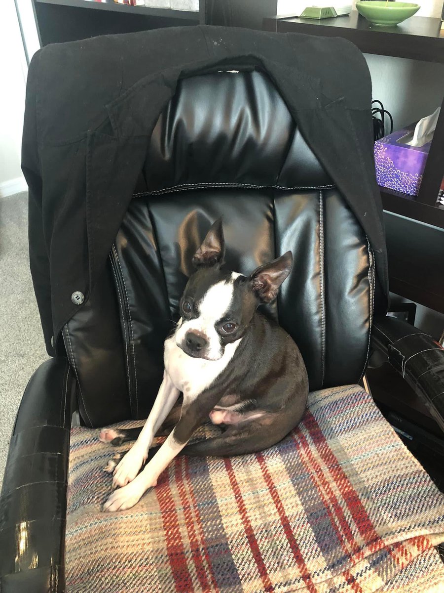 EraclidesGelman's tweet photo. Noah (Sean Callahan - Orlando) helping his dad to defend your claims!!! #EGPets https://t.co/TO3cYZhCWe