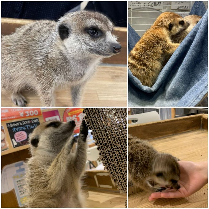 ミーアキャットのtwitterイラスト検索結果