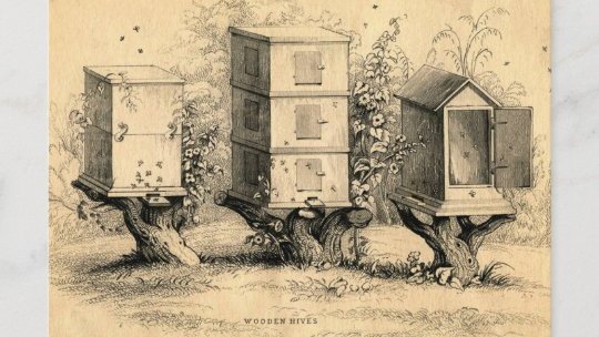 StNeotsMuseum's tweet photo. Today's @FolkloreThurs theme is #LocalFolklore. In Huntingdonshire #folklore, it was said that at the death of a beekeeper, the bees must be told WITHOUT DELAY, and informed of their new guardian 🐝 #folklorethursday #stneots https://t.co/7XvXE8aFLJ