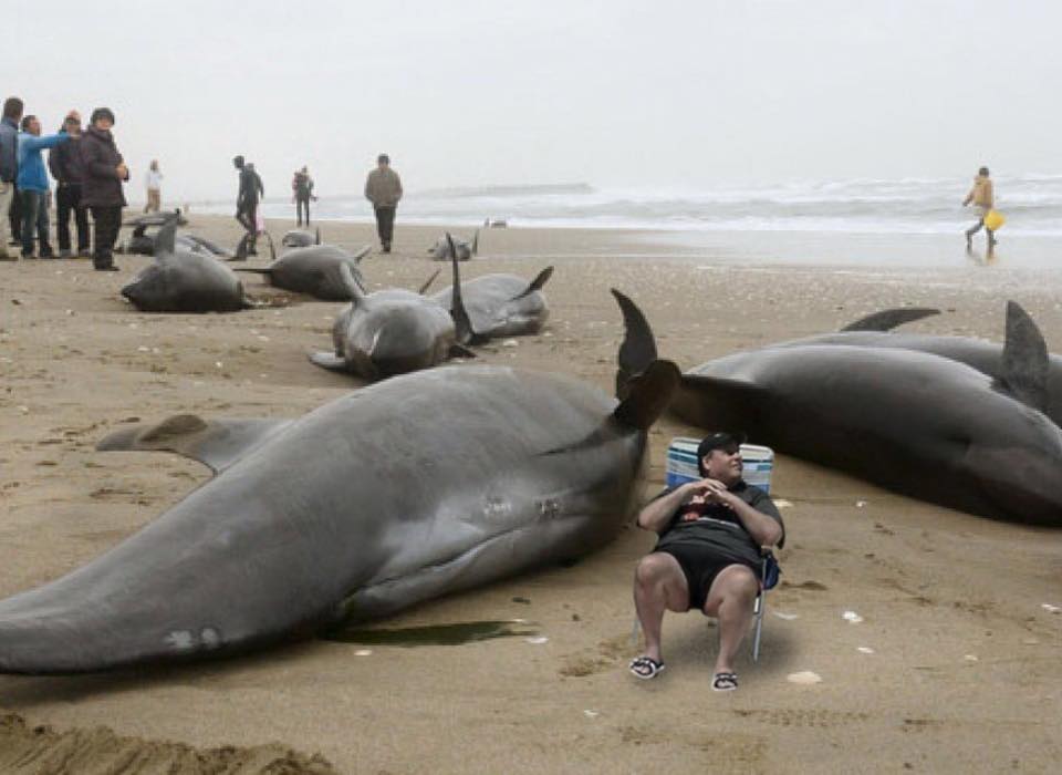 RealAngryWomen's tweet photo. Look at this shit here!! Does anyone know who this over weight lover is hanging out with whales! 😆😆👀 #MorningJoe #Laughter #NEWSUPDATE https://t.co/nYo8nPzELH