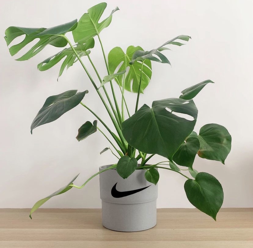 welove_sneakers's tweet photo. Plants 🌱🌿 https://t.co/4DNkAW7l9u