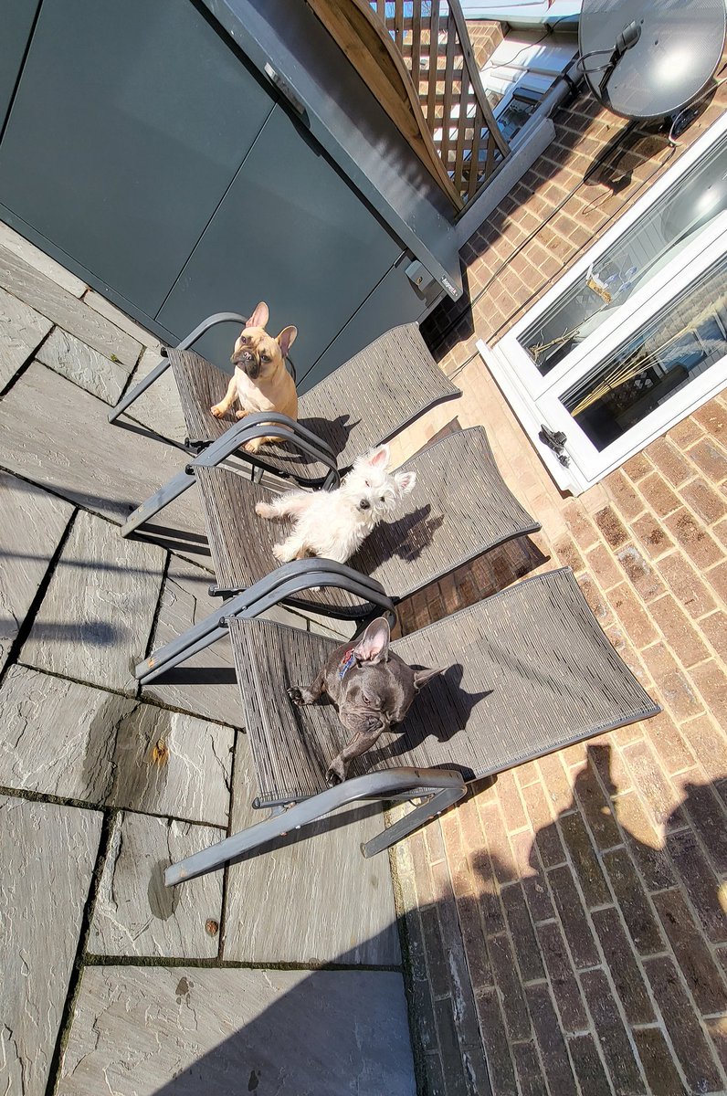 Mr_Andrrson's tweet photo. Doggo babysitting while the missus is at hair dressers #lifeisbetter #withsun n https://t.co/AFQdL8evHi