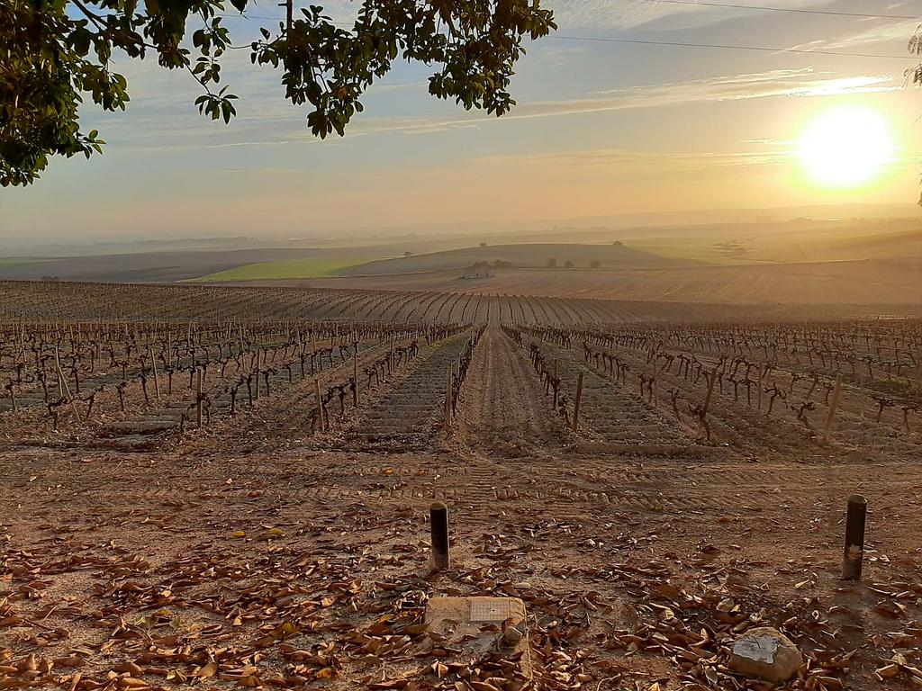 Hacedordevinos's tweet photo. Sol de invierno que acaricias con guante de seda, los brazos desnudos de las cepas viejas. #amanecer
#ViñaCanariera #PagodeCarrascal
#ciclodelavid #parada #reposo https://t.co/kyVs5CgEhi