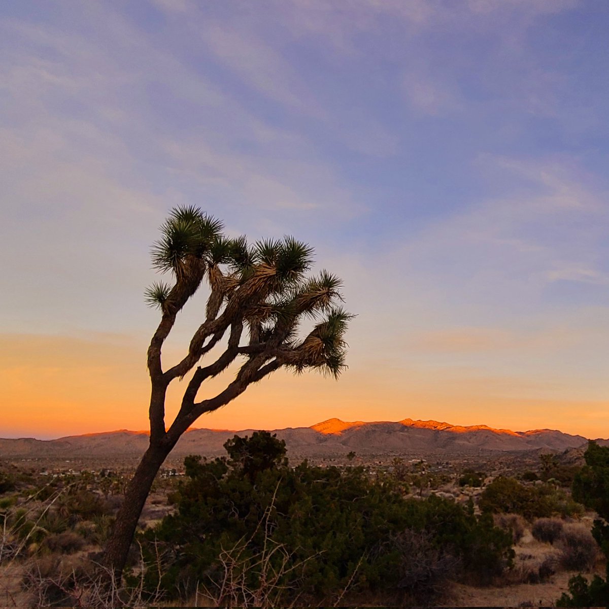 Wild Spirit Traveler tweet media