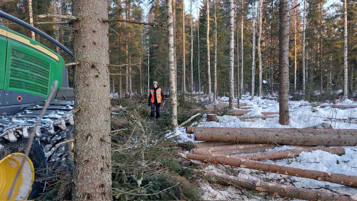 LauriSikanen's tweet photo. Jatkuvapeitteisen metsänkasvatuksen (CCF) pienaukkoa ja poimintaa on nyt tullut melkein 7ha alalle. Hienosti jätetty lahopuut ehjiksi ja varjeltu jäävät puut. Kohmansalon Metsäkuljetus ja @storaenso hoitivat homman huippuhyvin. @LukeFinland ja metsänomistaja kiittävät. https://t.co/VK3VK5boA0