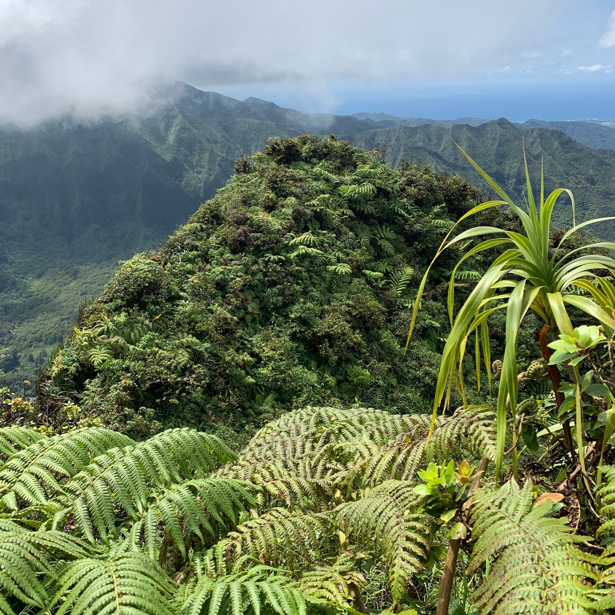 kmwphawaii's tweet photo. A L O H A F R I D A Y
#viewsfromthefield #koolaumountains #watershedprotection ๐ค๐ผโ
๏ธ https://t.co/5C3Y61qbYI