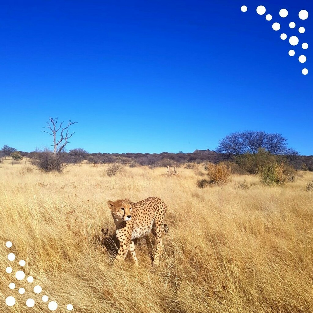 Freepackers's tweet image. @antonin_poulenard revient sur son expérience auprès des rangers en Namibie, 🇳🇦
 
“Cette expérience a été très enrichissante pour moi sur le plan des connaissances, du savoir-vivre et du savoir-être ! Dans le staff, j'ai pu rencontrer des personnes intér… instagr.am/p/CY61STbs_fS/