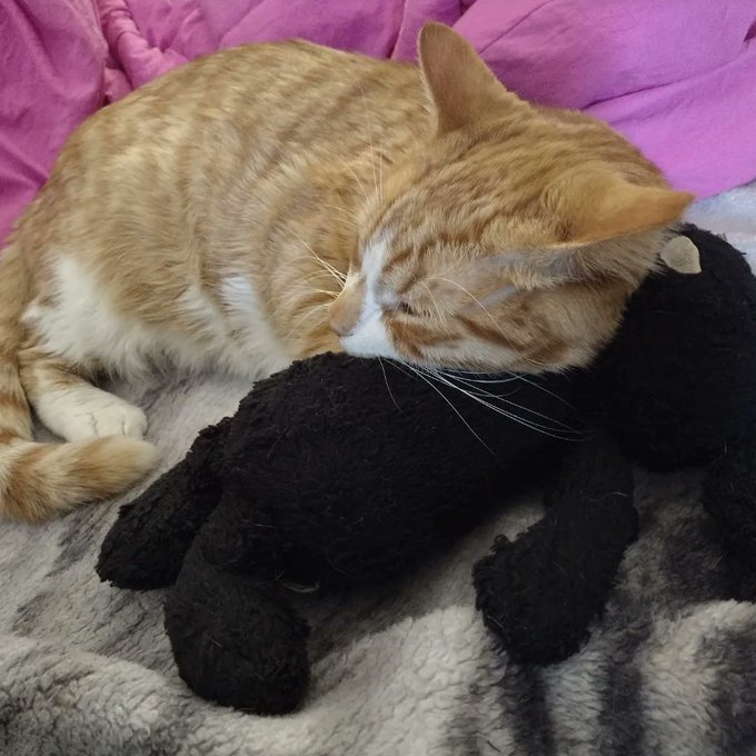 My pride, my joy, my heart #foundloki #justiceforlokisa #CatsOfTwitter https://t.co/8E7BYMFf6Y<a href="/tag/foundloki"class="tags">#foundloki</a><a href="/tag/justiceforlokisa"class="tags">#justiceforlokisa</a><a href="/tag/catsoftwitter"class="tags"><span>#catsoftwitter</span></a>