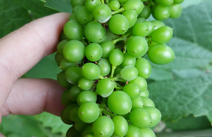 mon_viti's tweet image. Mis à part sur le pourtour méditerranéen, le #mildiou a pu mettre les #vignerons #bio en difficulté en 2021. Avec des dégâts à la clé. Le positionnement des traitements au cuivre a été déterminant. Tour de France en régions. 

🔗  buff.ly/3tGP0wV [Edition abonnés]