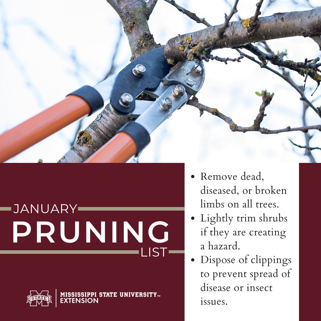 susan_csmith's tweet image. Most people avoid pruning because it is so confusing. But if you know your plants and your growth goals for them, the chore is less intimidating. MORE on the #ExtensionforRealLife blog: bit.ly/3qHKa0F #MSUext