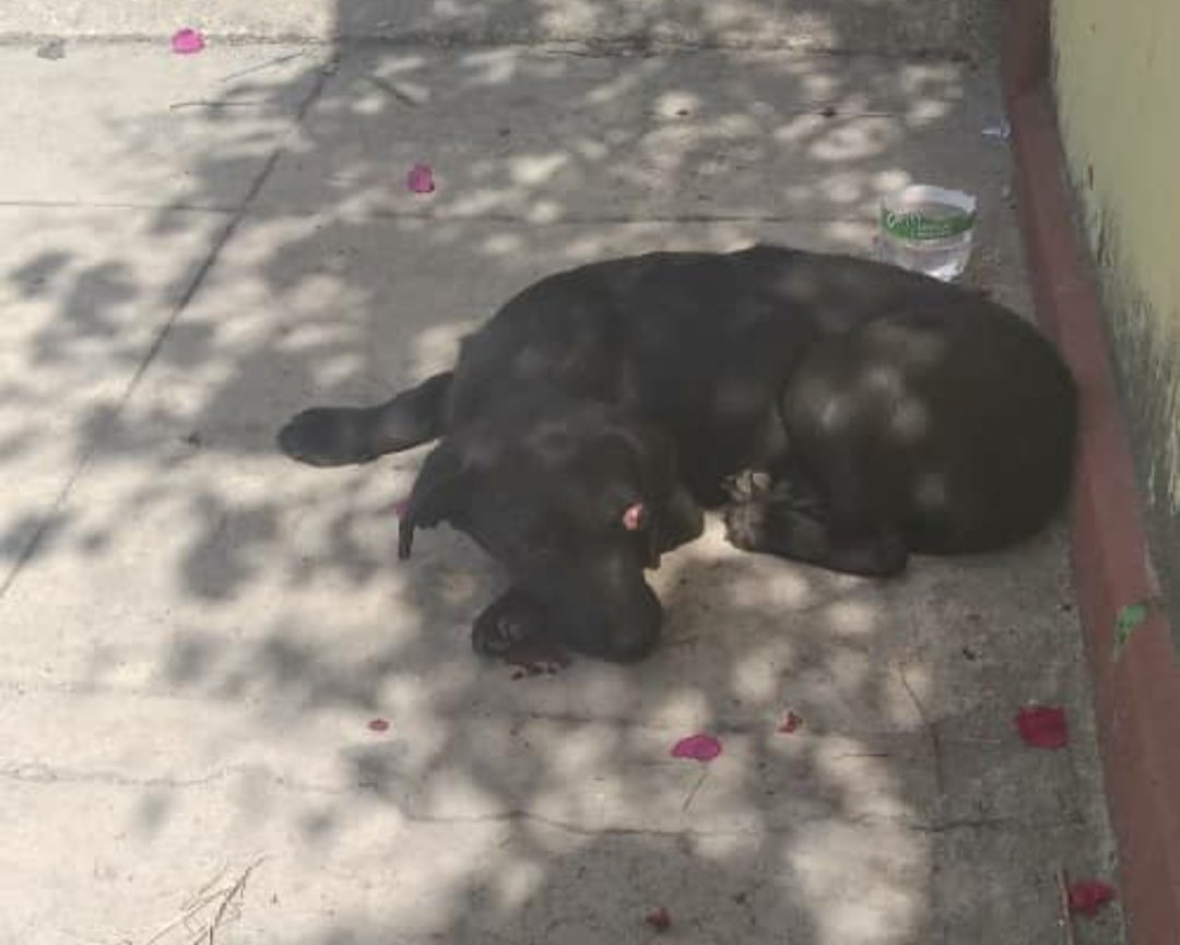 LaBalseraCubana's tweet photo. Se encuentra Primelles entre Washington y Velarde, municipio Arroyo Naranjo. Se necesita un temporal para poder atenderlo.
Nuestro proyecto cubre los gastos veterinarios y de alimentación. https://t.co/vUsWGpdy6K