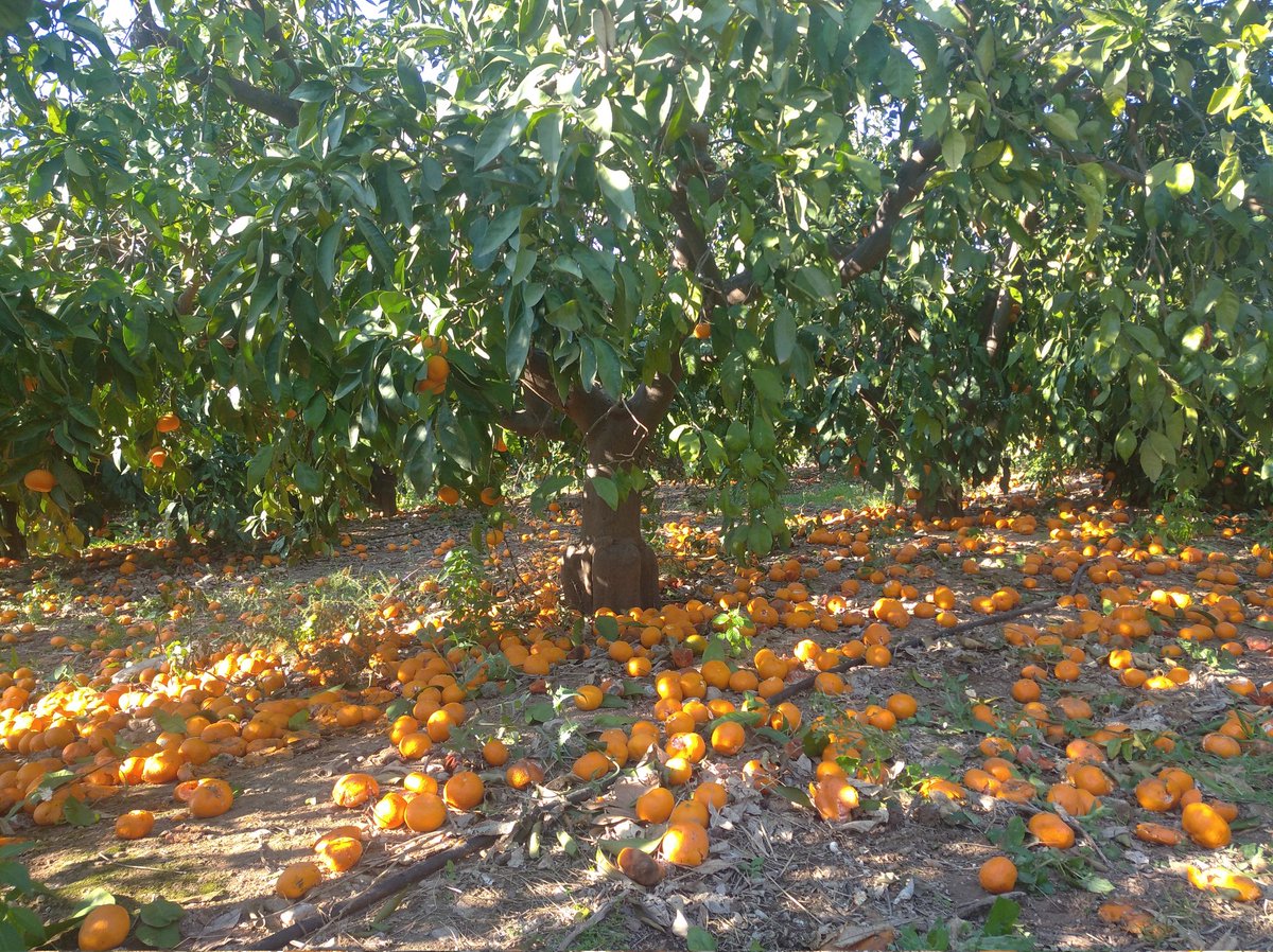 Caquis-Albaricoques tweet media