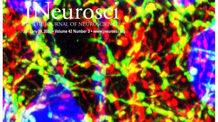 MarinaP63's tweet photo. This week in JNeurosci, check out new data on embryonic pericytes and microglia during cortical development in mice, the brain connectome in human infants, analgesia in a rat model of peripheral neuropathy, and much more https://t.co/JHVF1gP6wR https://t.co/hnNKIAuPB3