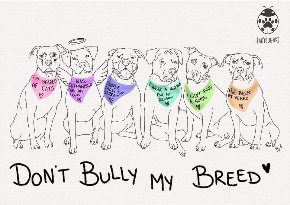 UrpitbullandYou's tweet photo. Don't bully my breed! ♥
#pitbulls. #pitbulllove. #breeddiscrimination. https://t.co/gLSJ5vEPQF