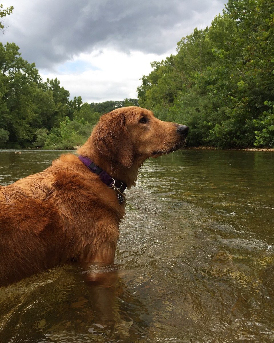 EchoBluffLodge's tweet photo. “This is my Golden Retriever, Bailey. She got to experience Echo Bluff with our family for the first time in 2018. She absolutely LOVED Sinking Creek!” - Sylvia M
Share a pic of your pet enjoying #EchoBluff for a chance to win a 2 night stay! Share here: https://t.co/1gCgMcCcoi https://t.co/f4a9PcPneq