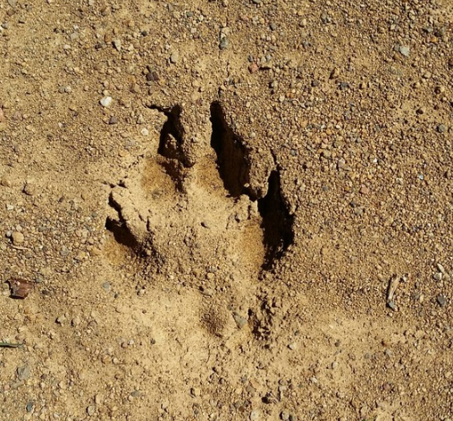 Let's play another round of guess that track! This one's a little harder than last round, can you figure out which animal left behind this track at Sugarloaf Ridge State Park? Leave your guess in the comments and we'll see if we can ID it together!