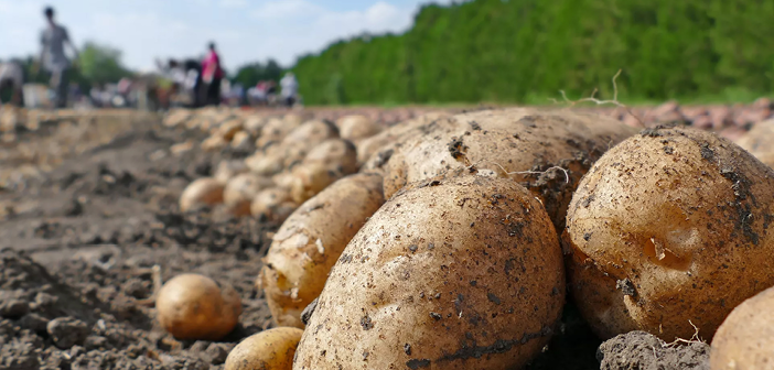 ACTvegfarmer's tweet photo. Conference to focus on ‘new direction for the potato industry’
Read more via #HortNews >> https://t.co/bTnJ6HN0ak
@SRUC #SACAPP #storage https://t.co/FaUwl2DDNl