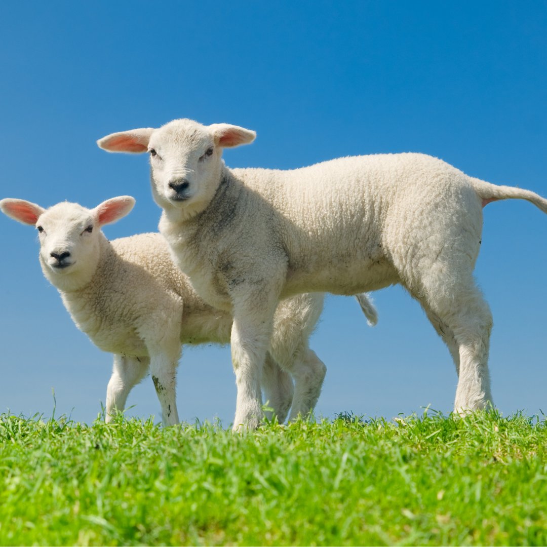We can't wait to see lambs frolicking in the fields around the dairy - is there anything more symbolic of Spring? Did you know that we are the largest producer of sheep's milk cheese in the UK? 

#Singletons1745 #cheese #BritishCheese #BritishDairy #SheepsCheese #LocalMilk