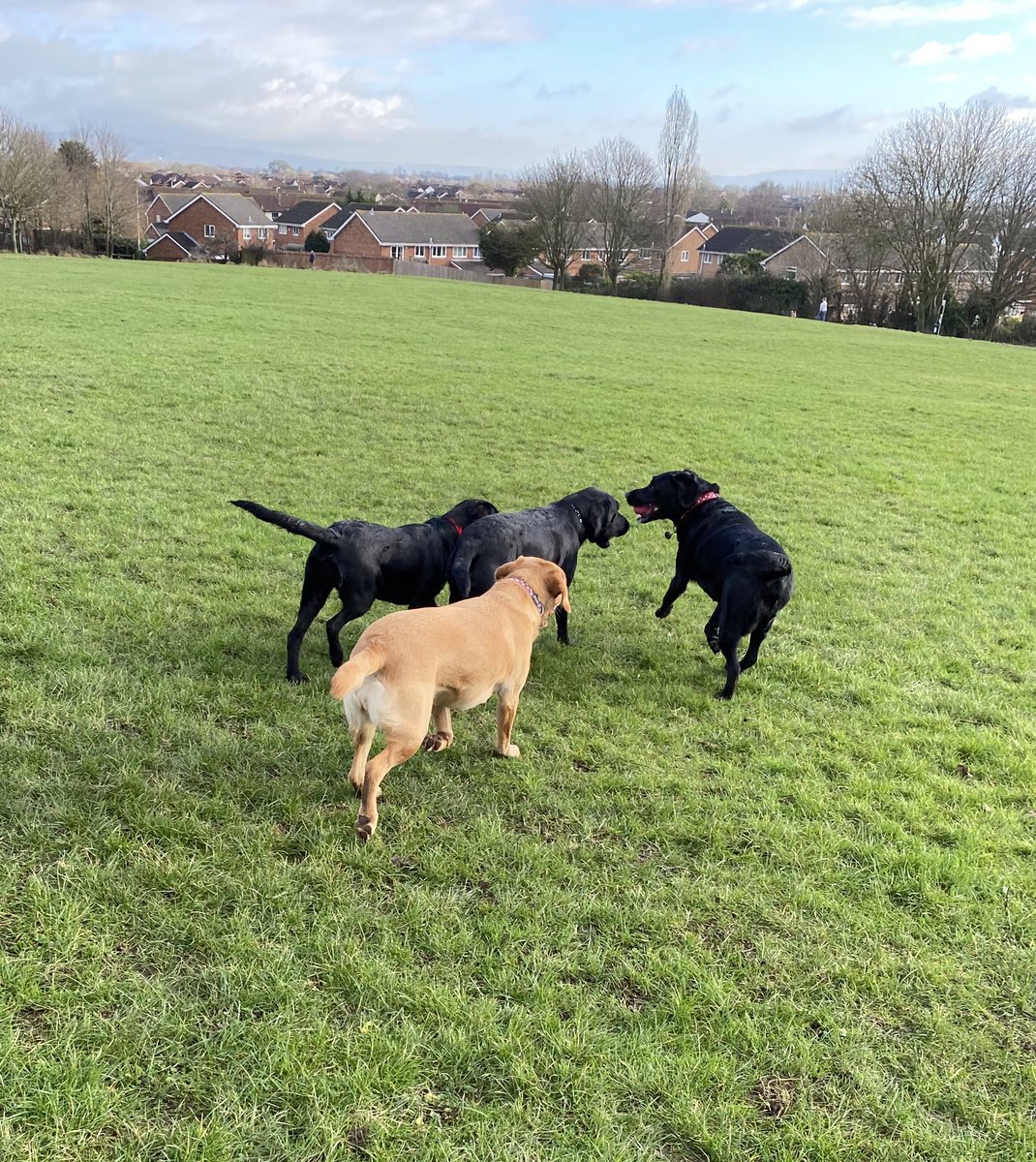 MeJacway's tweet photo. Lovely morning for a run, made more perfect with the arrival of family, Georgies mum Tessie, little sis Tinka and Shadow, who isn’t family, but really wanted to be. #labfest #familyarefun https://t.co/f99M02oijR