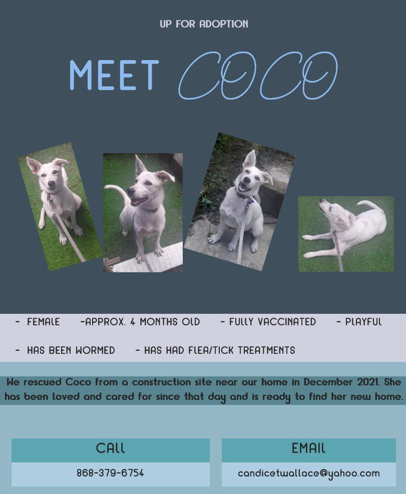 adoptmovement's tweet photo. 🇹🇹 Meet Coco! Coco was rescued in December 2021 & is ready for her forever home! She is about 4 months old & fully vaccinated😎, wormed & treated for fleas & ticks. If you’re willing & able to adopt please contact Candice at 868-379-6754
#aDog #aPuppy #aBestFriend #aDopt https://t.co/Yzm73hcmAS