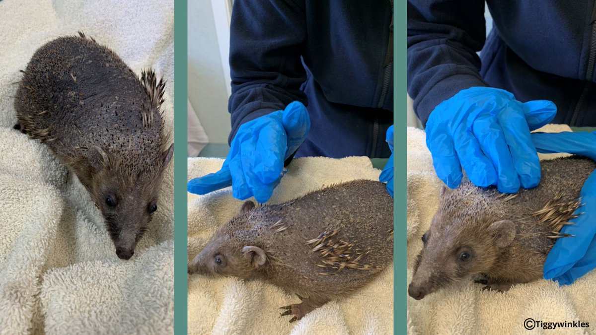 Tiggywinkles tweet media