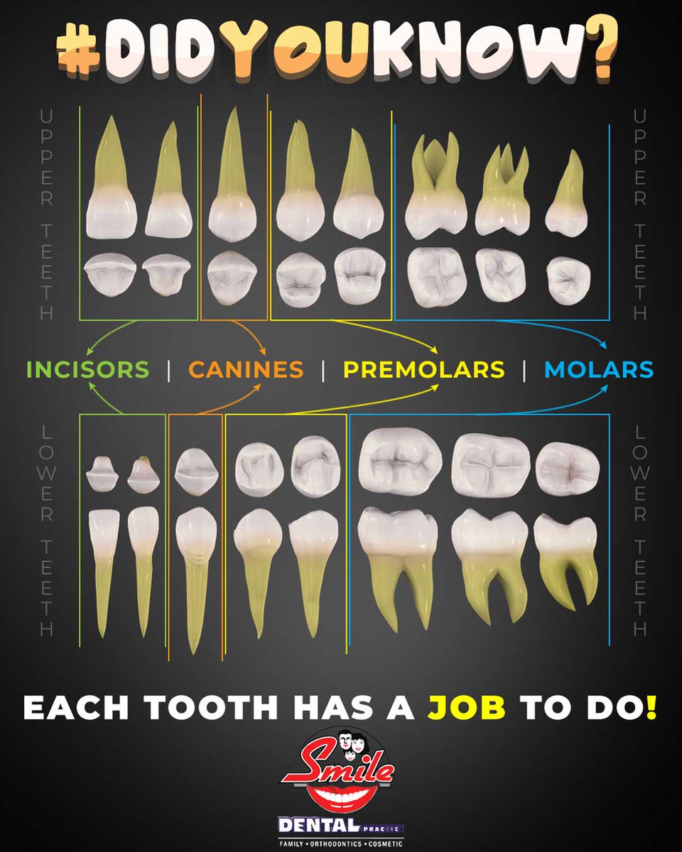 EdikHaghverdian's tweet image. #DidYouKnow❓ 🤔

Each tooth 🦷 has a specific job to do with 4 different types of teeth in the mouth, such as incisors, canines, premolars, and molars.

#wednesdaywisdom #typesofteeth #smiledentalpractice #glendale