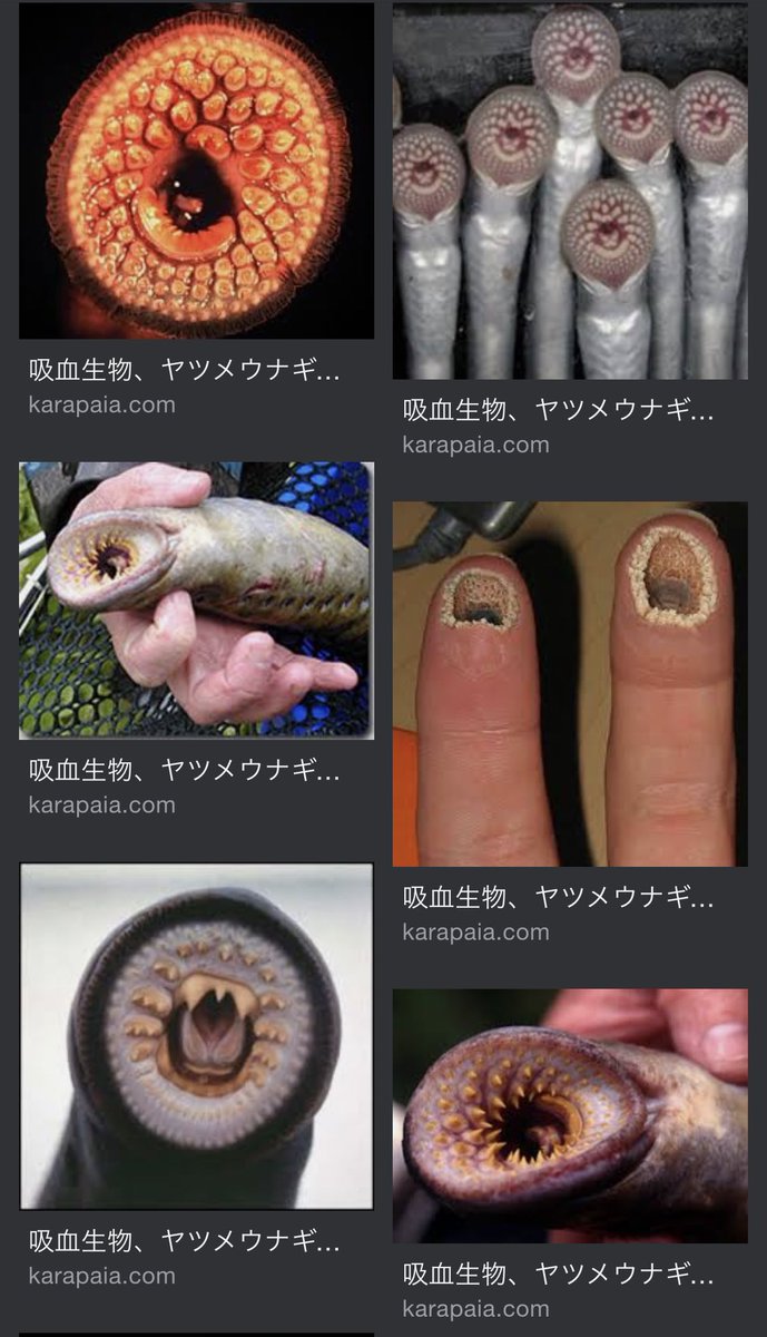 ヤツメウナギ 怖い