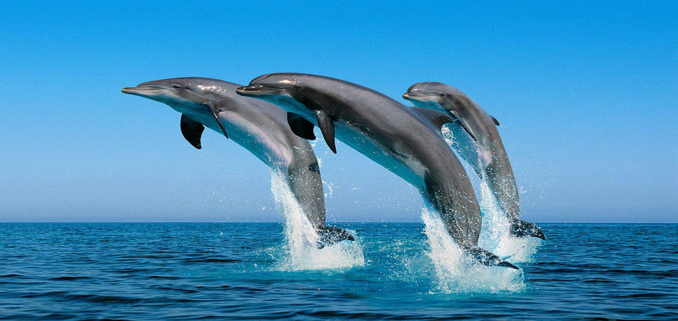 jairosadventur1's tweet photo. #dolphin #dolphintour #swimwithdolphin #dolphinzanzibar #zanzibartour https://t.co/mE0b19U21c
