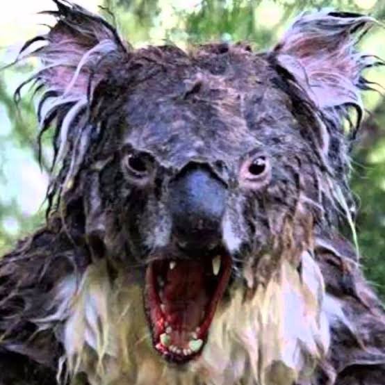 joy_nmc's tweet photo. @BellyDancnHeffa @mpriva76 Belly u know it’s way more scary in ur country than Aus. LOL https://t.co/unX7qXoKEb
