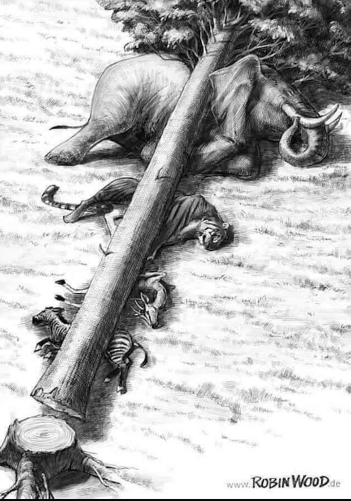 Khan__003's tweet photo. A kind reminder that deforestation is not 'just' about trees...π’ππ
Please Plant trees plant hope π³β€π³
#wedontdeservethisplanet #savetree #planttree #streamofart https://t.co/zZdjCSVFFX