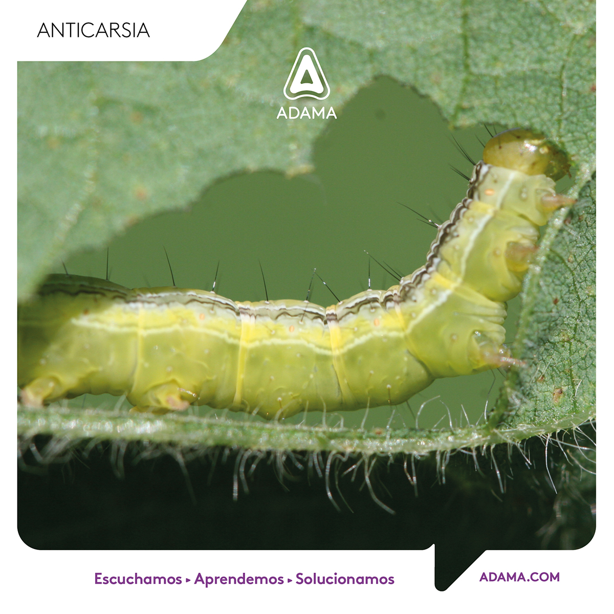 AdamaArgentina's tweet photo. #PlagasDeLaSoja 👉 Hoy #Orugas. De las plagas más importantes del cultivo de soja que requieren monitoreo y control inicial 🐛 Identifiquemos juntos a las más comunes de ellas: https://t.co/z9QM6KUUCW