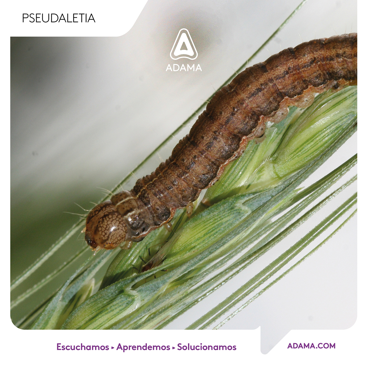 AdamaArgentina's tweet photo. #PlagasDeLaSoja 👉 Hoy #Orugas. De las plagas más importantes del cultivo de soja que requieren monitoreo y control inicial 🐛 Identifiquemos juntos a las más comunes de ellas: https://t.co/z9QM6KUUCW