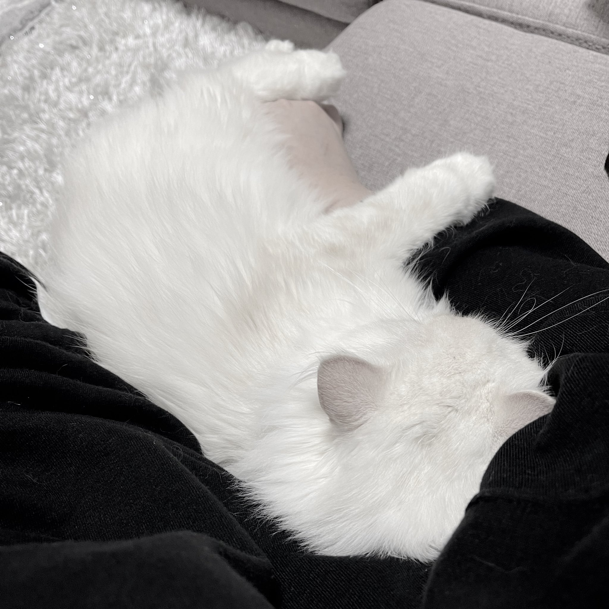 せかねこ 右手が封じられてしまったので何もできない 何も ねこを愛することしか T Co Rfx64fut81 Twitter